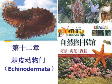 棘皮动物门（Echinodermata）