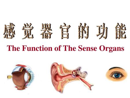 The Function of The Sense Organs