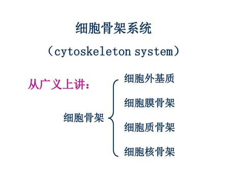 细胞骨架系统 （cytoskeleton system）
