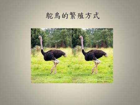 鴕鳥的繁殖方式 資料來源:Yahoo知識+ 圖片來源:Yahoo圖片 製作by : 林峻弘.
