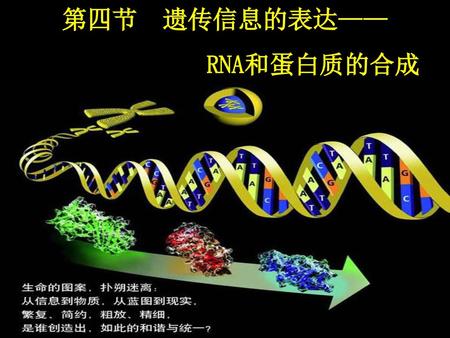 第四节 遗传信息的表达—— RNA和蛋白质的合成.