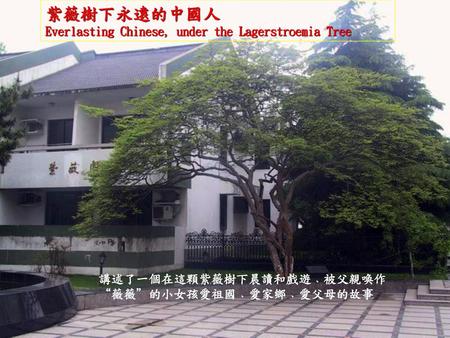 紫薇樹下永遠的中國人 Everlasting Chinese, under the Lagerstroemia Tree