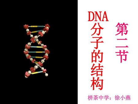 DNA 第二节 分子的结构 栟茶中学：徐小燕.