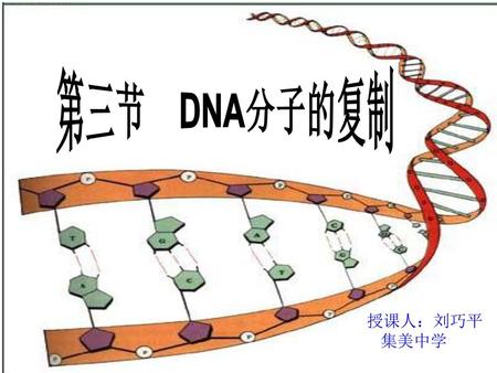 第三节 DNA分子的复制 主讲：刘巧平 集美中学 授课人：刘巧平 集美中学.