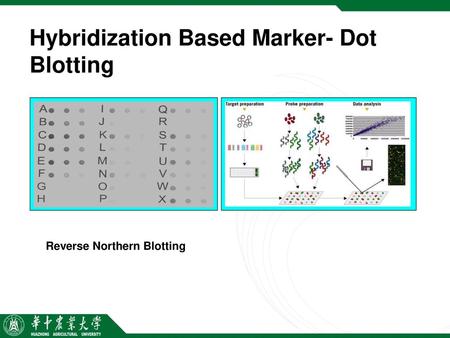 Hybridization Based Marker- Dot Blotting