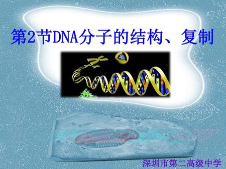第2节DNA分子的结构、复制 深圳市第二高级中学.