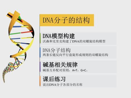 DNA分子的结构 DNA模型构建 碱基相关规律 课后练习 DNA分子结构 沃森和克里克构建了DNA的双螺旋结构模型