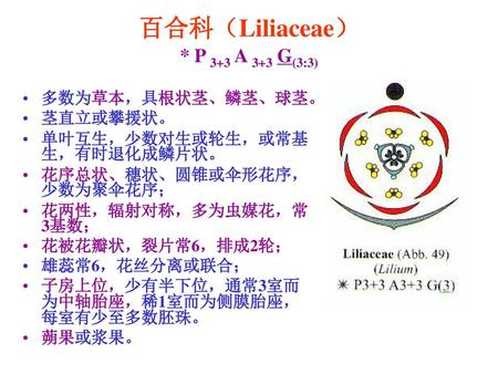 百合科（Liliaceae） * P 3+3 A 3+3 G(3:3)