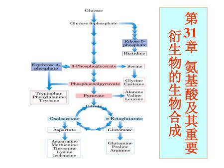 第31章 氨基酸及其重要衍生物的生物合成.