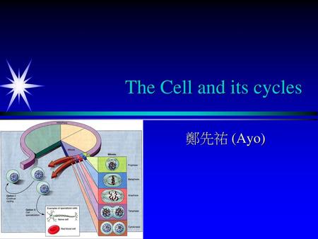 The Cell and its cycles 鄭先祐 (Ayo).