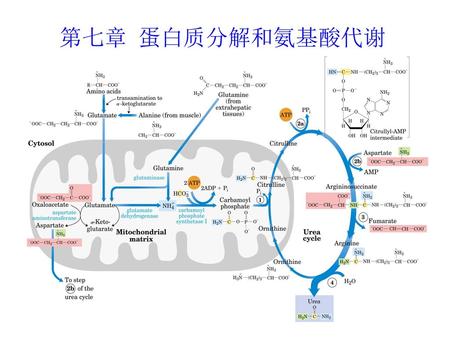 第七章 蛋白质分解和氨基酸代谢.