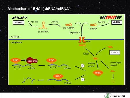 Mechanism of RNAi (shRNA/miRNA）)