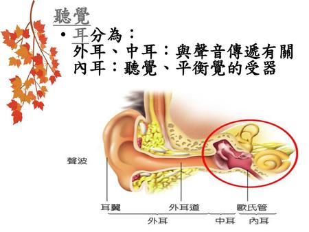 聽覺 耳分為： 外耳、中耳：與聲音傳遞有關 內耳：聽覺、平衡覺的受器.
