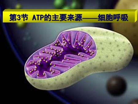 第3节 ATP的主要来源——细胞呼吸.