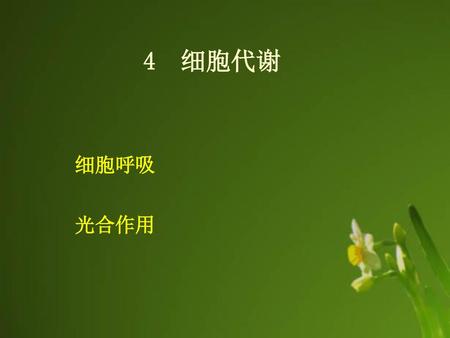 4 细胞代谢 细胞呼吸 光合作用.