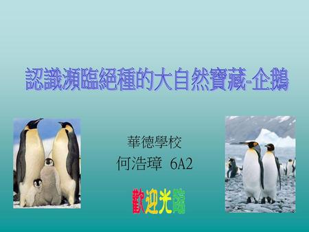 認識瀕臨絕種的大自然寶藏-企鵝 華德學校 何浩璋 6A2.