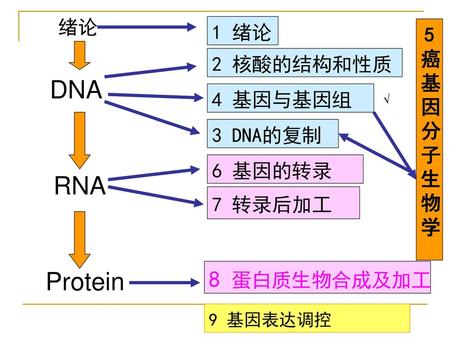 DNA RNA Protein 8 蛋白质生物合成及加工 绪论 1 绪论 癌基因分子生物学 2 核酸的结构和性质 4 基因与基因组