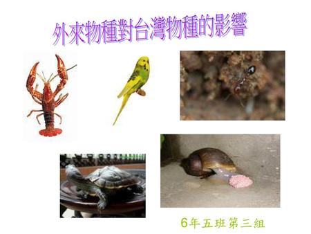外來物種對台灣物種的影響 6年五班第三組.