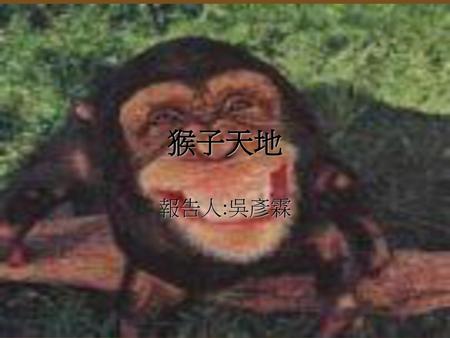 猴子天地 報告人:吳彥霖.