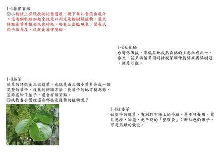 1-1菲律賓榕 ◎小枝條上有環狀的托葉遺痕，摘下葉片會流出乳汁，這兩個特點加起來就足以判定是榕樹類植物。最大特點是葉片摸起來像砂紙，略有三出脈現象，葉長大約手指長度，這就是菲律賓榕。 1-2大葉楠 台灣低海拔、潮濕谷地成熟森林的主要組成之一。春天，花芽與葉芽同時掙脫芽鱗伸展開來覆滿樹冠，煞是可觀。 1-3茄苳.