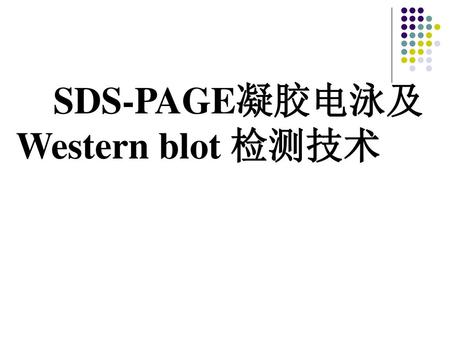 SDS-PAGE凝胶电泳及Western blot 检测技术