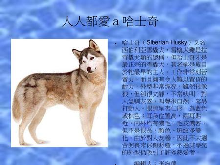 人人都愛ａ哈士奇 哈士奇（Siberian Husky）又名 西伯利亞雪橇犬，雪橇犬雖是拉 雪橇犬類的總稱，但哈士奇才是 最正宗的雪橇犬，其名稱是取自 於牠最早的主人。工作非常刻苦 賣力，而且擁有令人難以置信的 耐力，外型非常漂亮，雖然很像 狼，但卻很文靜，不常吠叫，對 人溫馴友善，叫聲很自然，容易.