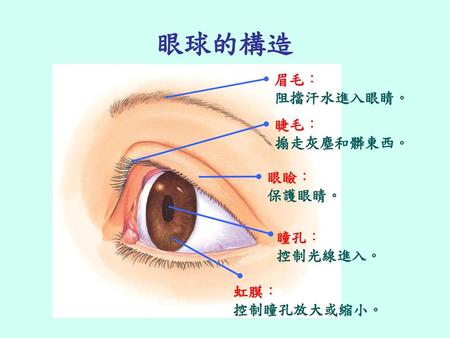 眼球的構造 眉毛： 阻擋汗水進入眼睛。 睫毛： 搧走灰塵和髒東西。 眼瞼： 保護眼睛。 瞳孔： 控制光線進入。 虹膜： 控制瞳孔放大或縮小。