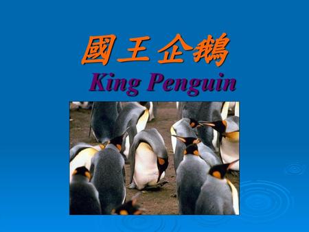 國王企鵝 King Penguin.