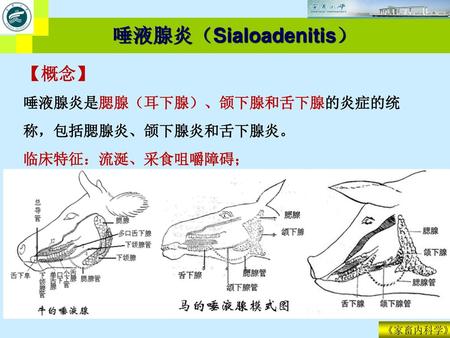 实习五消化系统实习五消化系统消化系统组成 牛或马或猪或羊各消化系统标本或新鲜标本 口腔 舌 咽喉 食管 胃 肠 小肠包括十二指肠 空肠 回肠 大肠包括盲肠 结肠 直肠 肝 胰 肛门 1 口腔 唇 硖 齿 切齿 犬齿 臼齿 硬腭 软腭 唾液腺