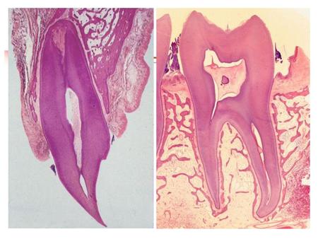 第二章基本组织primarytissue