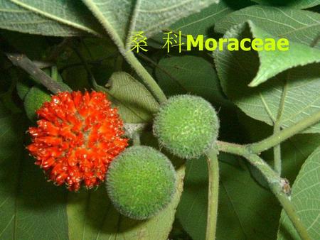 桑 科Moraceae 桑 科Moraceae.