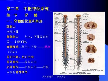 第二章 中枢神经系统 第一节 脊 髓 一、脊髓的位置和外形 颈膨大 支配上肢 腰骶膨大 与上、下肢发育有关— 支配下肢， 脊髓圆锥—终于L1下缘 ——终丝（无NT） 前正中裂、后正中沟.