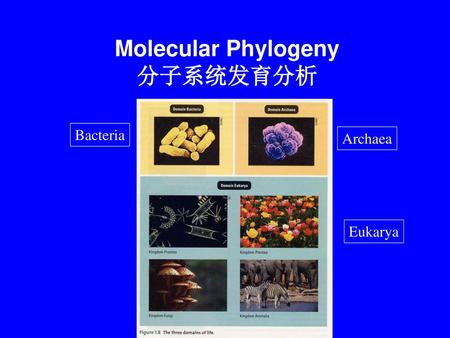 Molecular Phylogeny 分子系统发育分析