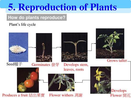 5. Reproduction of Plants