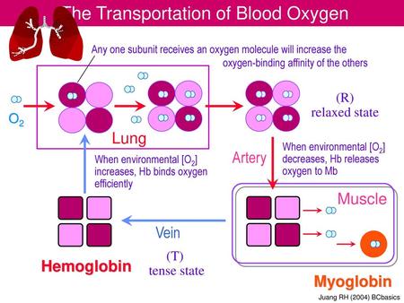 The Transportation of Blood Oxygen