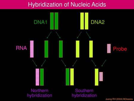 Hybridization of Nucleic Acids