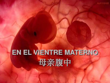Um feto de poucas semanas encontra-se no interior do útero de sua mãe.