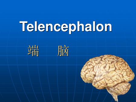 Telencephalon 端 脑.