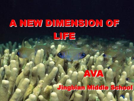 A NEW DIMENSION OF LIFE AVA