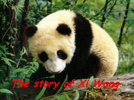 The story of Xi Wang.