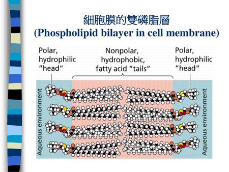 細胞膜的雙磷脂層 (Phospholipid bilayer in cell membrane)