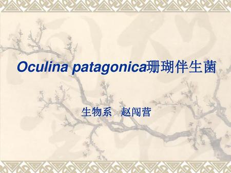 Oculina patagonica珊瑚伴生菌 生物系 赵闯营