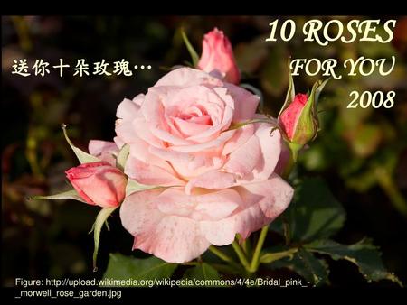 10 ROSES FOR YOU 2008 送你十朵玫瑰… Figure: http://upload.wikimedia.org/wikipedia/commons/4/4e/Bridal_pink_-_morwell_rose_garden.jpg.