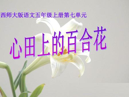 西师大版语文五年级上册第七单元 心田上的百合花.