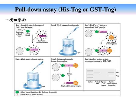 Pull-down assay (His-Tag or GST-Tag)