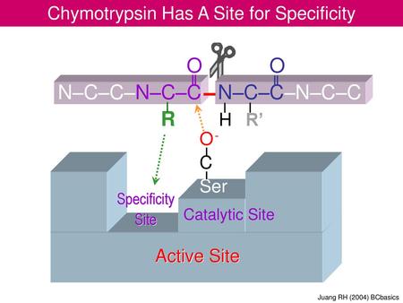 Chymotrypsin Has A Site for Specificity