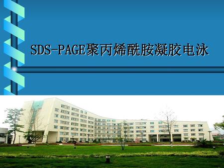 SDS-PAGE聚丙烯酰胺凝胶电泳.