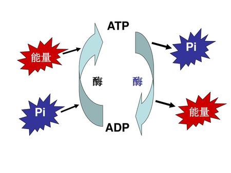 ATP ADP Pi 能量 酶 酶 能量 Pi.