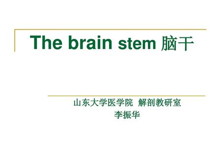 The brain stem 脑干 山东大学医学院 解剖教研室 李振华.