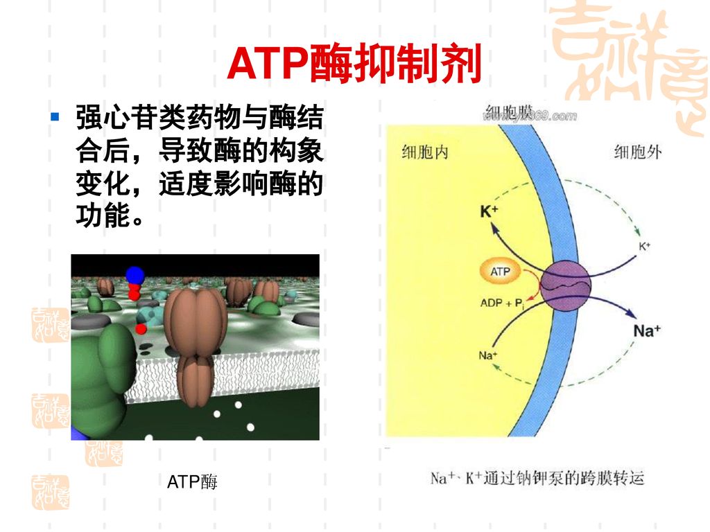 ATP酶抑制剂 强心苷类药物与酶结合后，导致酶的构象变化，适度影响酶的功能。 ATP酶
